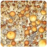 Псилоцибиновые (галлюциногенные)  грибы Psilocybin "Golden Teacher" в Краснокамске