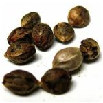 Семена марихуаны АК-47  (Seeds AK-47) в Краснокамске
